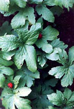 Goldenseal Plants