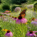 The Environmental Benefits of Native Plant Gardening