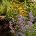 Essential Planting Techniques for Successful Native Plant Gardening