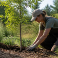 Key Considerations for Planting Trees in a Native Plant Garden