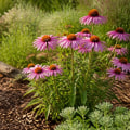 Using Mulch in Your Native Plant Garden: Benefits and Best Practices