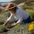Essential Considerations for Native Plant Gardening in Coastal Areas