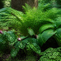 Exploring Native Plant Gardening in Shaded Areas: A Practical Guide