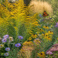 Creating a Beautiful Native Plant Garden: A Step-by-Step Approach