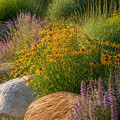 Enhancing Your Native Plant Garden with Rocks and Natural Elements