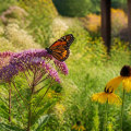 Understanding Native Plant Gardening: Benefits and Best Practices