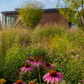 Embracing Native Plants: Transforming Your Rooftop and Urban Garden
