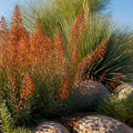 Essential Considerations for Native Plant Gardening in Desert Climates