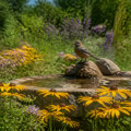 Creating a Thriving Wildlife Habitat in Your Native Plant Garden