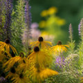 Attracting Birds to Your Native Plant Garden: A Practical Guide